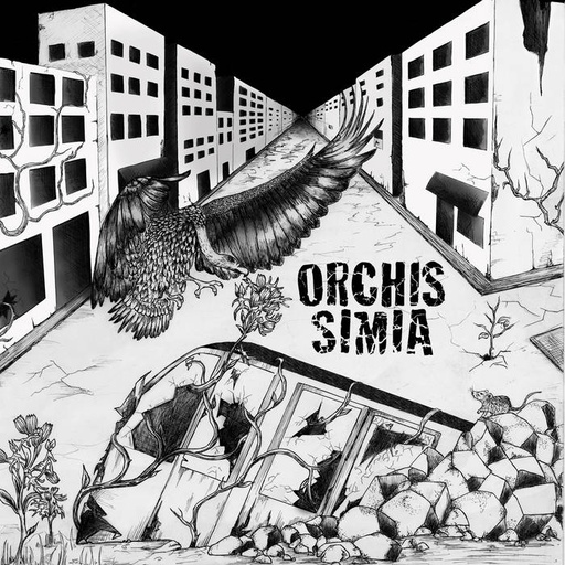 [DD-LP4231] ORCHIS SIMIA - Idem